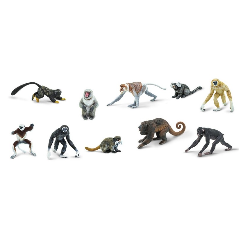 Tube Primates | Edunova Maroc
