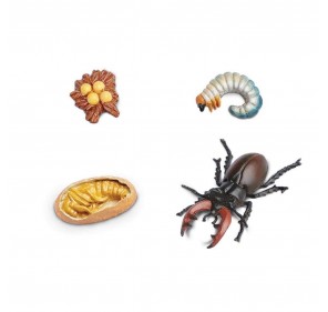 Cycle de Vie de Lucane - Figurines et miniatures | Edunova 2