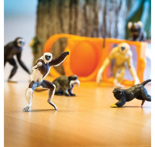 Tube Primates | Edunova Maroc